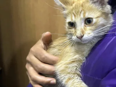 Gatita en Adopción