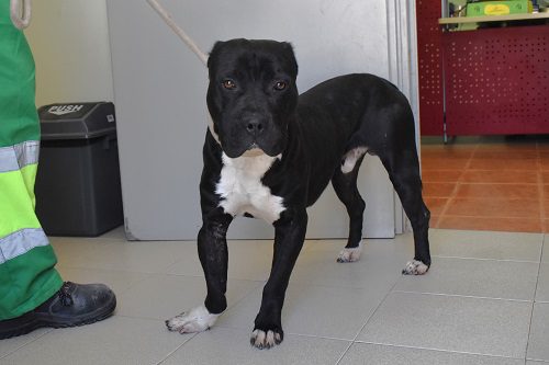 Jelly Beans, perrito en adopción