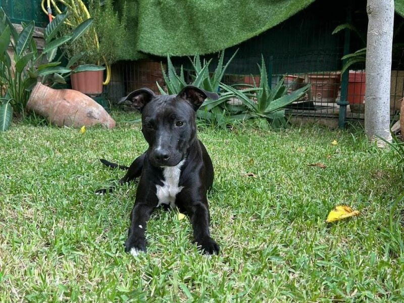 Perrito en Adopción
