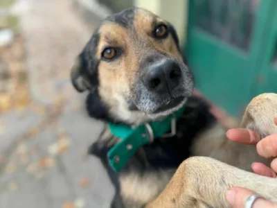 Adopta a Braulio