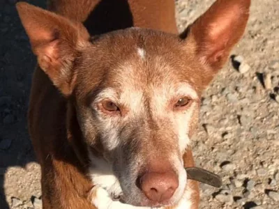 🐶 SIMÓN en adopción responsable!