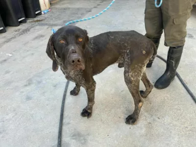 Perrito recogido busca dueño