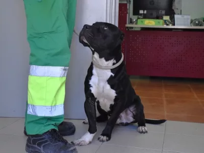 Jelly Beans, perrito en adopción
