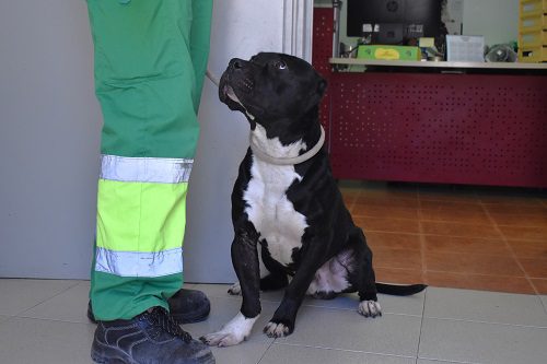 Jelly Beans, perrito en adopción