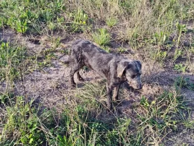 Adopción Urgente de Perrito