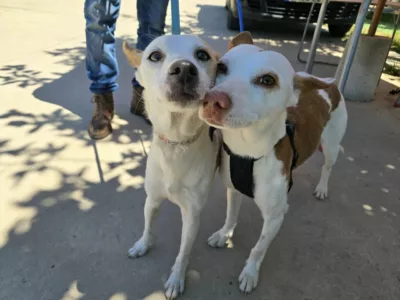 Ruca y a Tucho para adopción