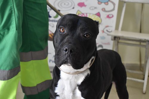 Jelly Beans, perrito en adopción