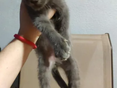 Lindo gatito para adopción responsable