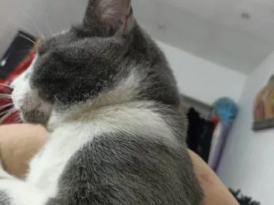 Cachorrito busca adopción