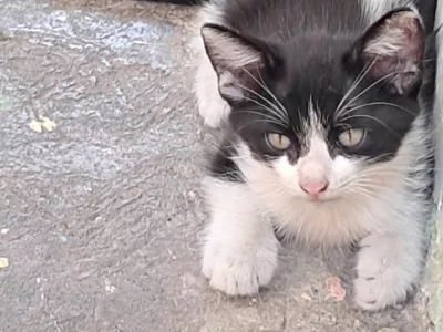 Gatitos para adopción