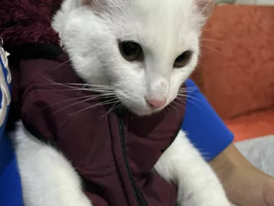 Gatito para adopción en Bolivia