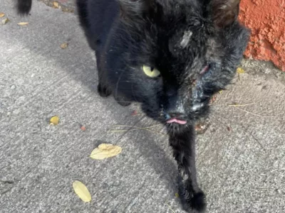 Gatito en adopción