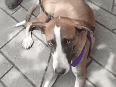 Perrita Sin Nombre