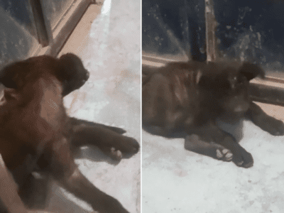 Perrito enfermo busca hogar