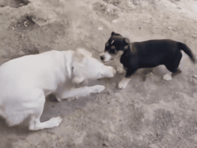 Pancho en adopción
