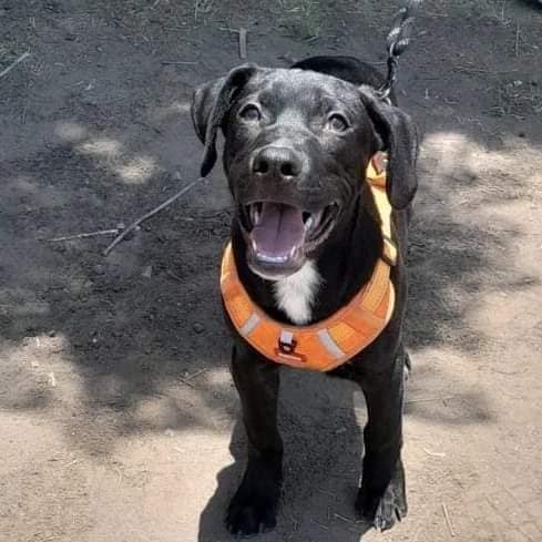 Perrito en Adopción Responsable en México