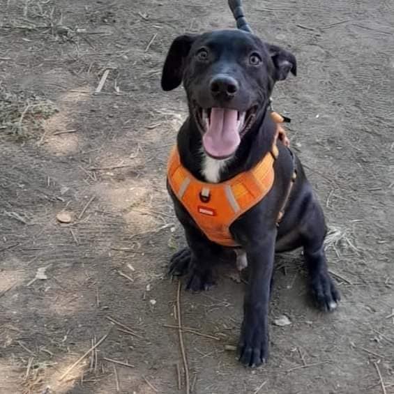 Perrito en Adopción Responsable en México