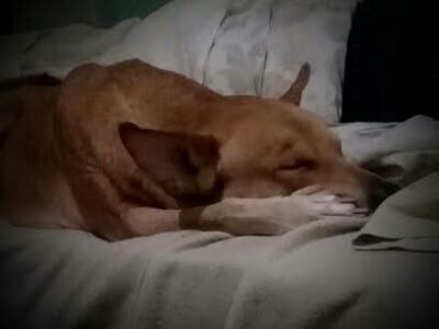 Adopción