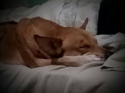 Adopción