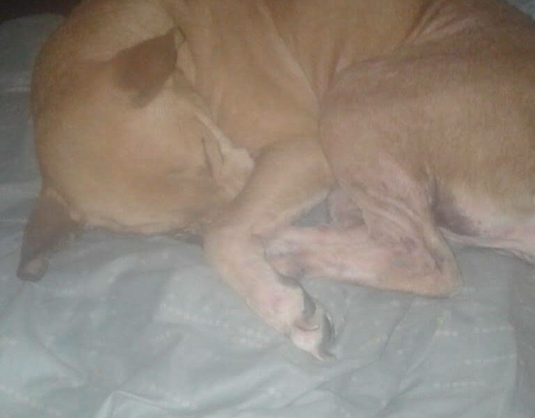 Adopción