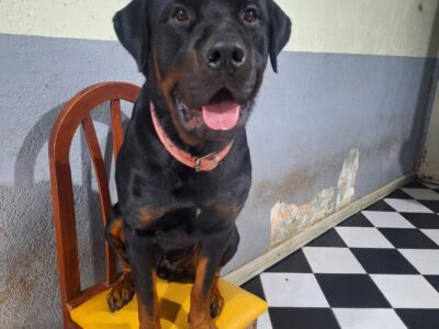 Adopción
