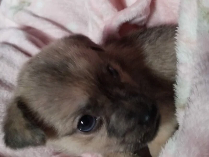 Se busca persona Responsable para perrita