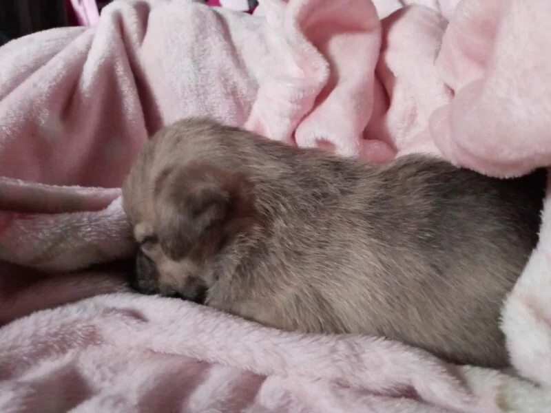 Se busca persona Responsable para perrita