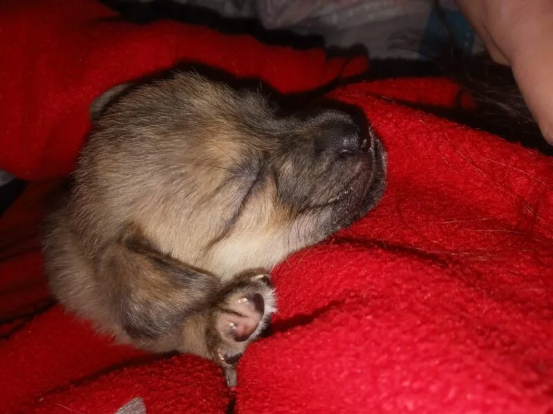 Se busca persona Responsable para perrita