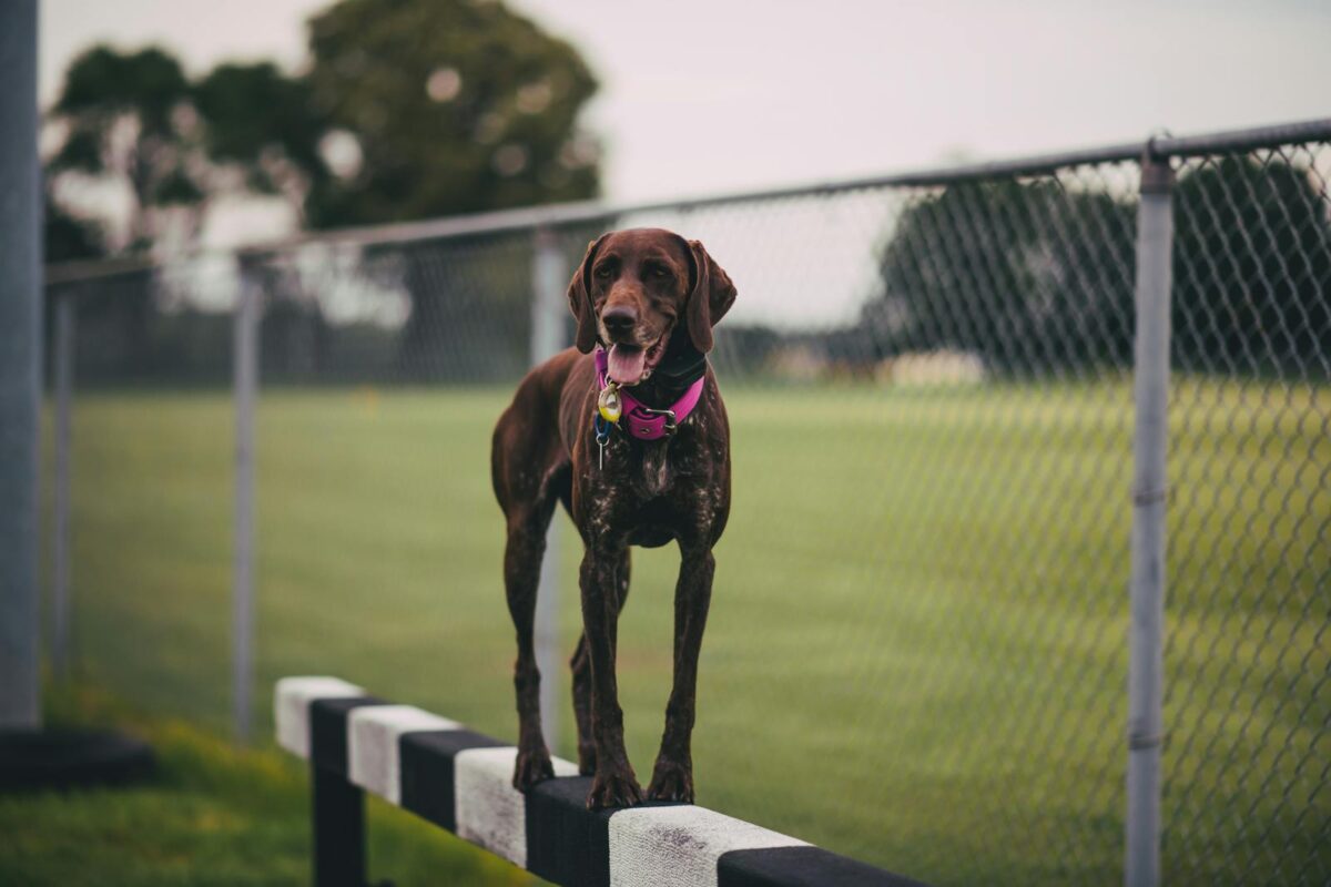 A dog standing on a fence with a pink collar