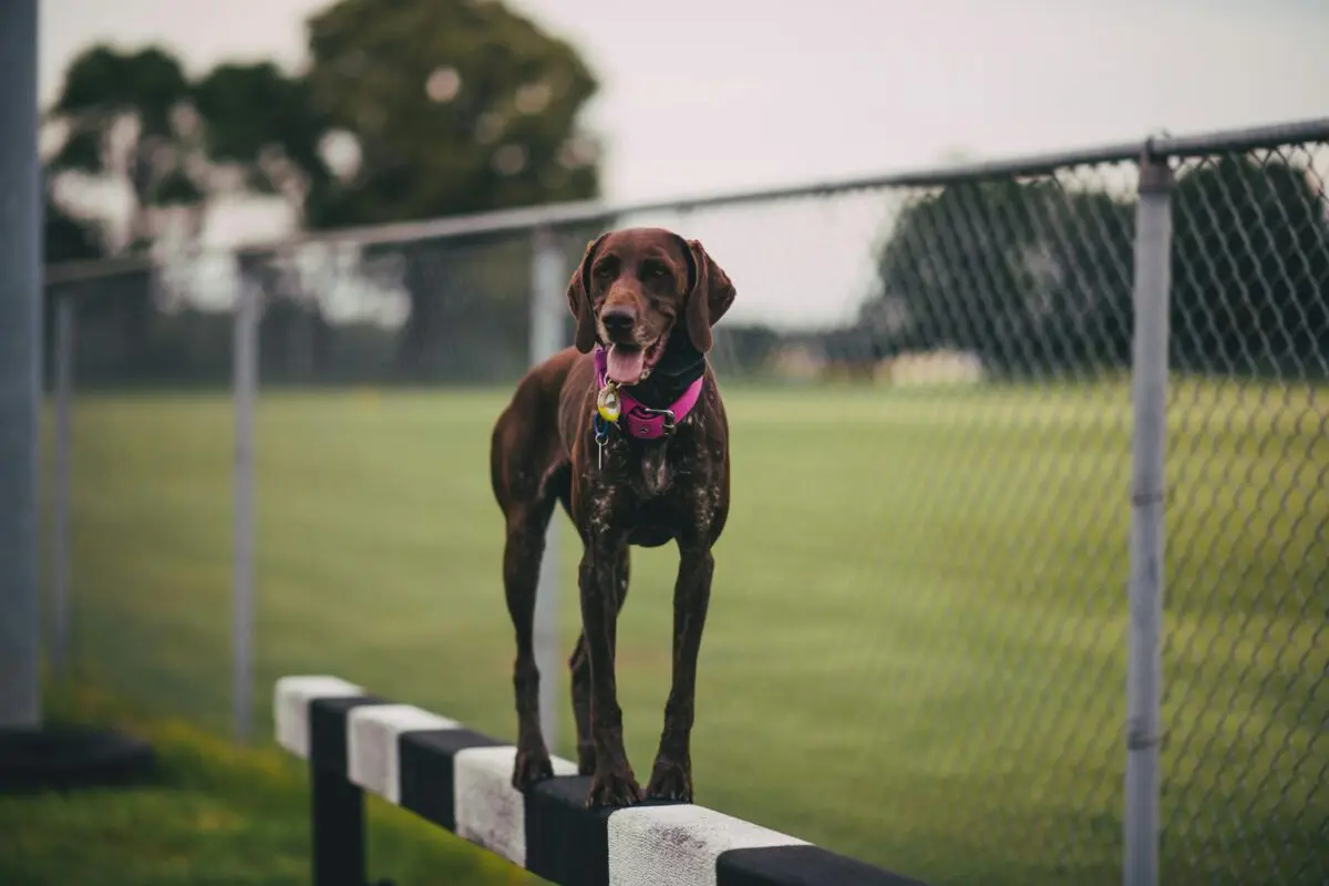 A dog standing on a fence with a pink collar