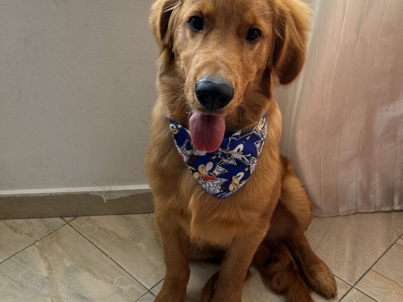 Doy a Luca en adopción