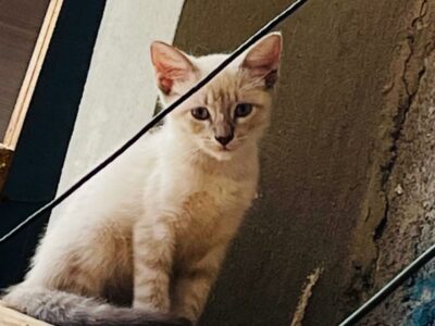 Gatita para adopción por falta de espacio.