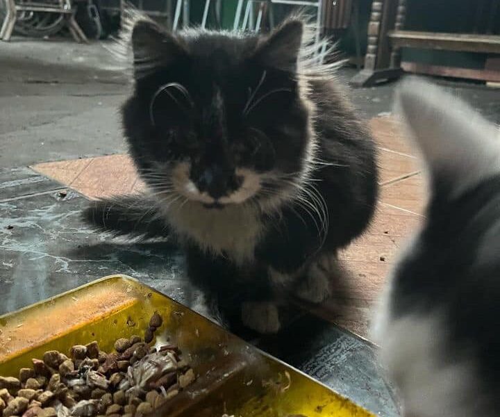 Gatito para adopción URGENTE