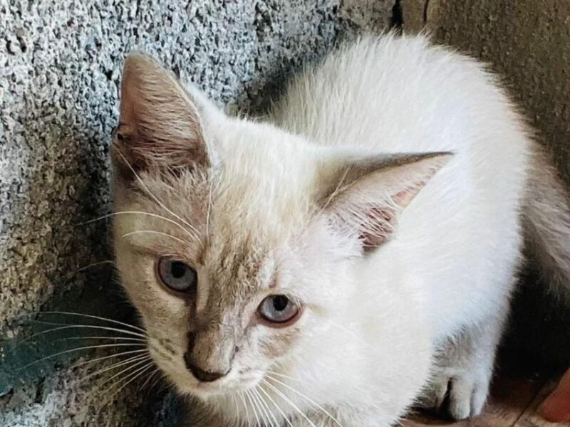 Gatita para adopción por falta de espacio.