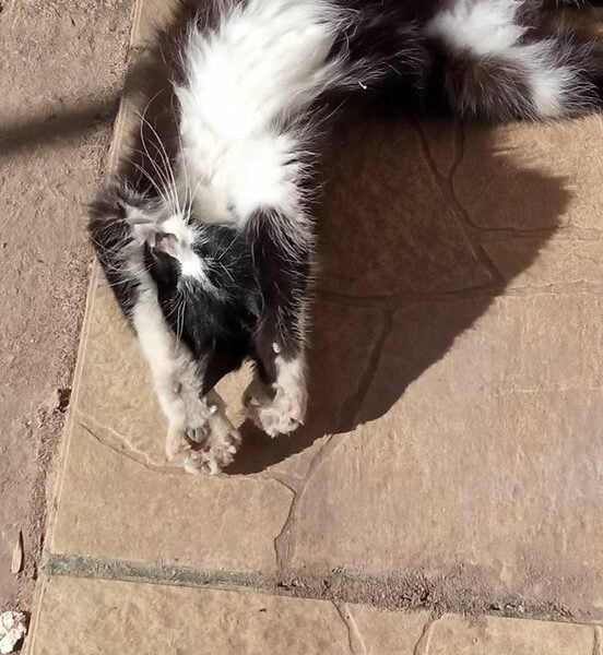 Gatito para adopción en Argentina