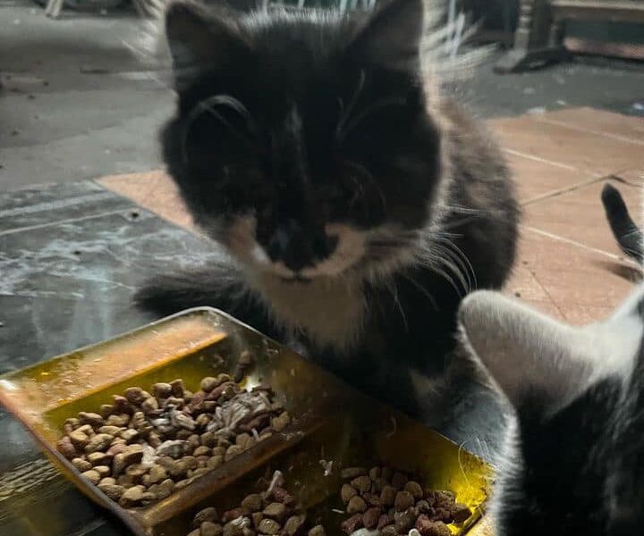 Gatito para adopción URGENTE