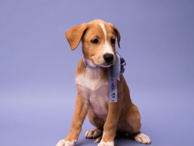 AMI en Adopción Responsable