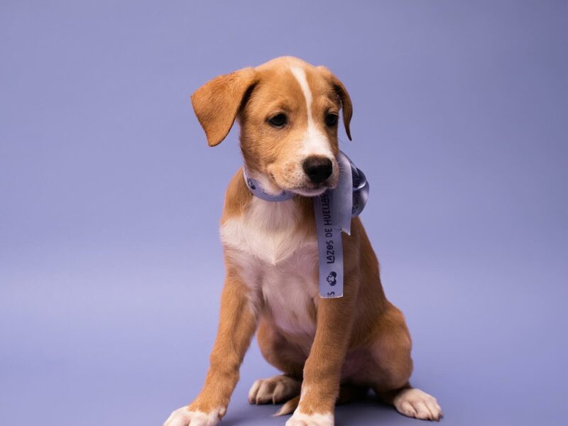AMI en Adopción Responsable