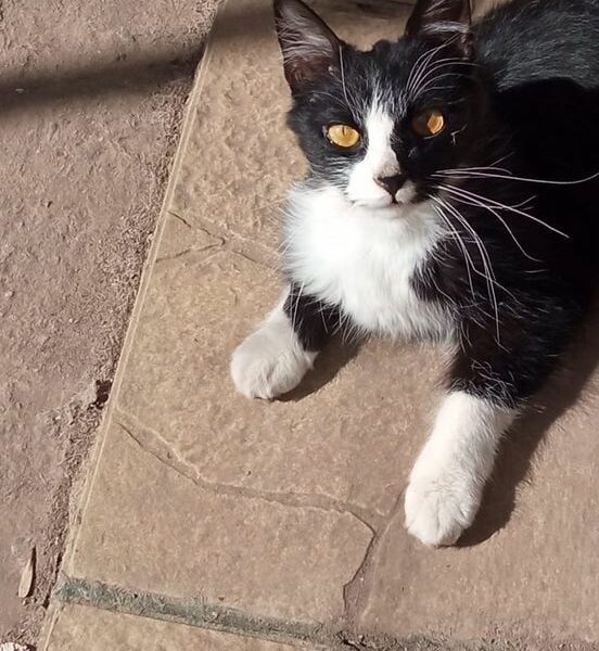 Gatito para adopción en Argentina