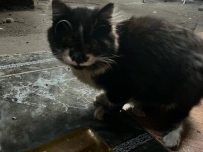 Gatito para adopción URGENTE