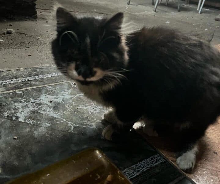 Gatito para adopción URGENTE