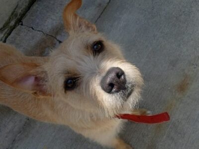 Perrita en adopción Miley