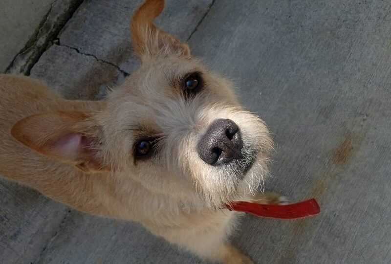 Perrita en adopción Miley