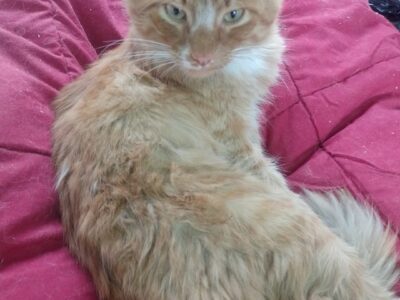 Gatito busca hogar en Chile