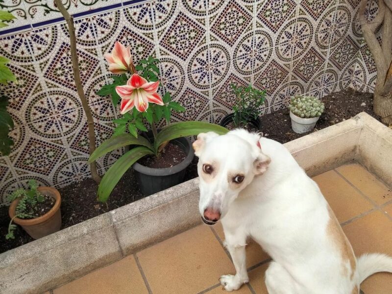 Brusa, perrita en adopción!