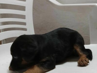 Perritos para adopción en Córdoba, Argentina