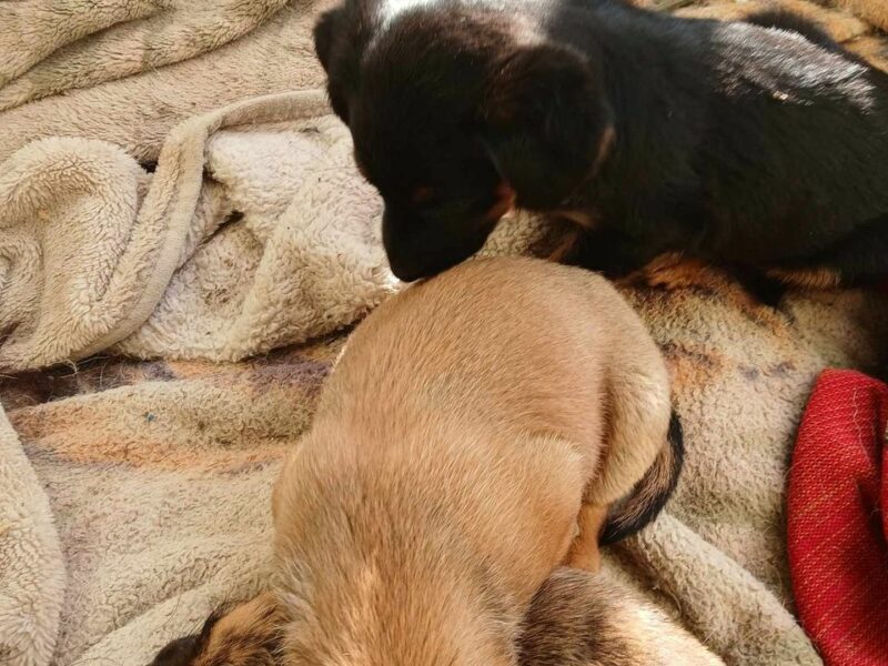 Perritos para adopción en Córdoba, Argentina