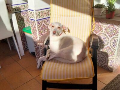 Brusa, perrita en adopción!