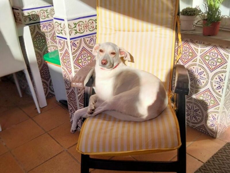 Brusa, perrita en adopción!