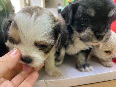 Perritos pequeños para adopción